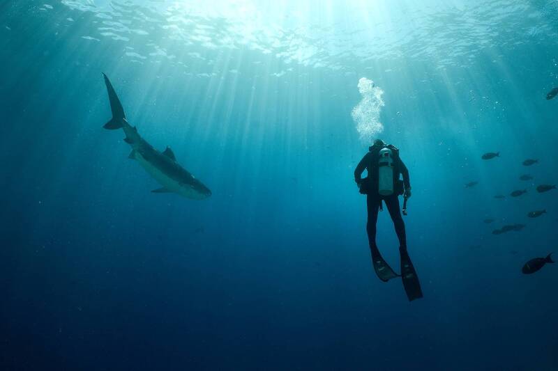 Walking with Tigers фото превью