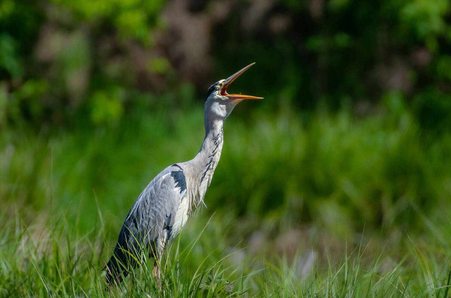 , Савельев Алексей