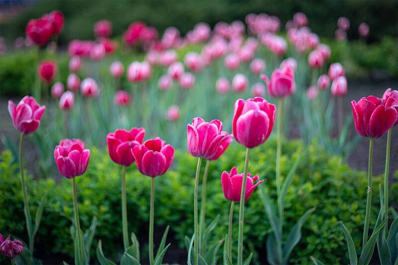 Тюльпаны фото превью