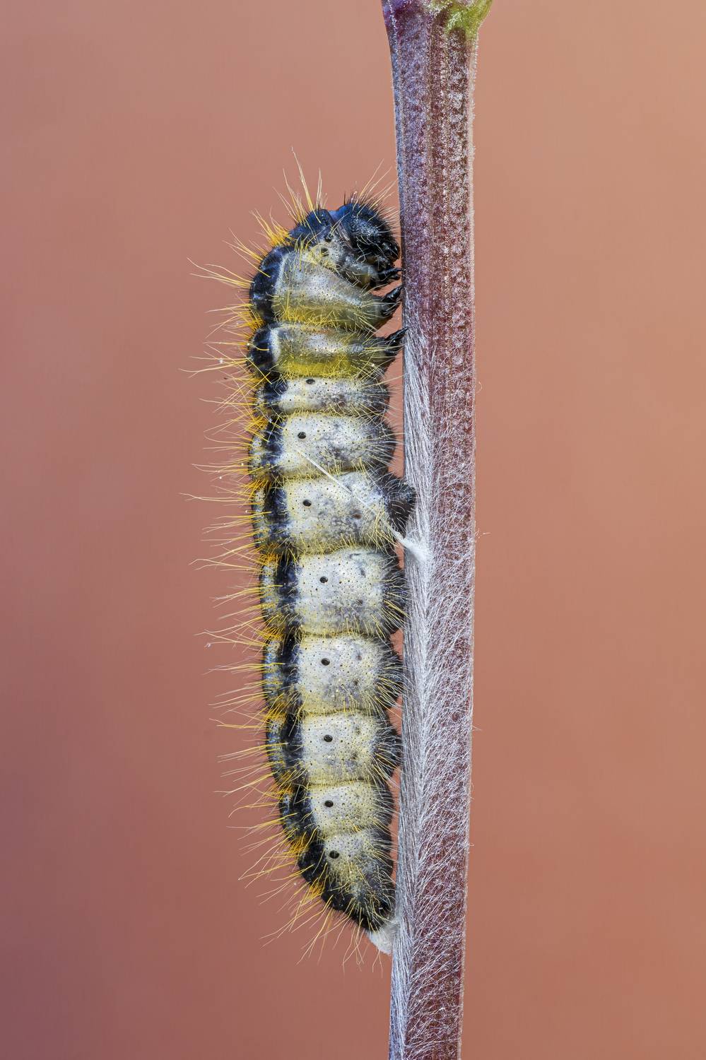 macrophotography, bugs, buttefly, caterpillar, Camilla Zocchi