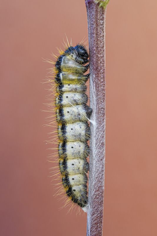macrophotography, bugs, buttefly, caterpillar Like marble фото превью