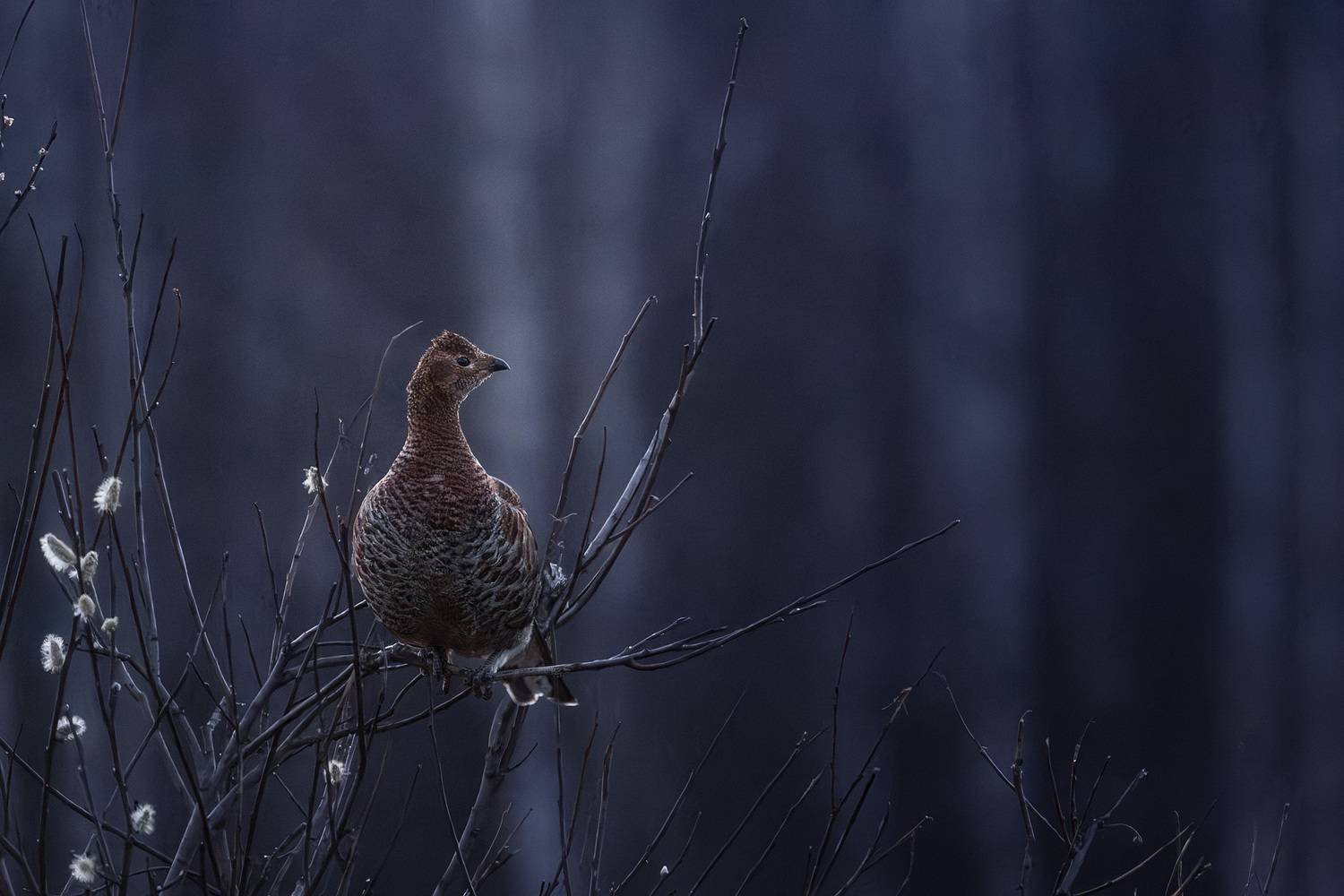 , Михаил Загрядский