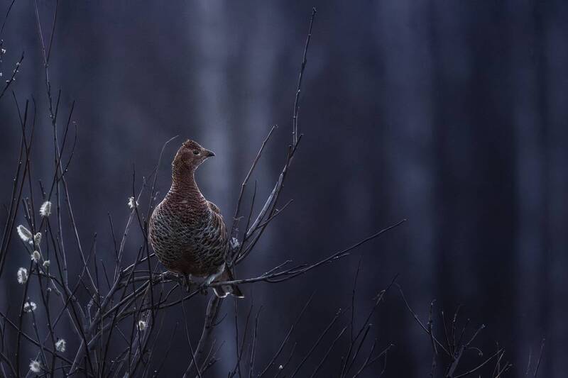 Курочка на веточке фото превью