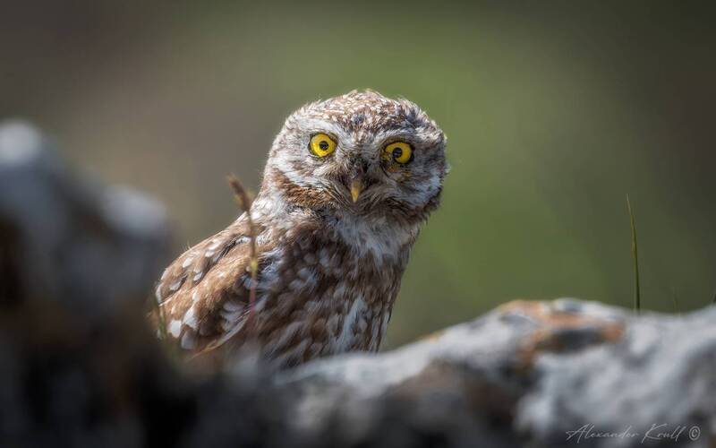сыч, домовый сыч, сова, athene noctua Прятки фото превью