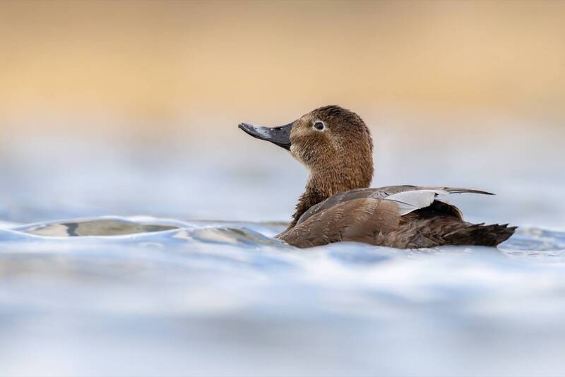 красноголовый нырок, нырок, утка, птицы Красноголовый нырок фото превью