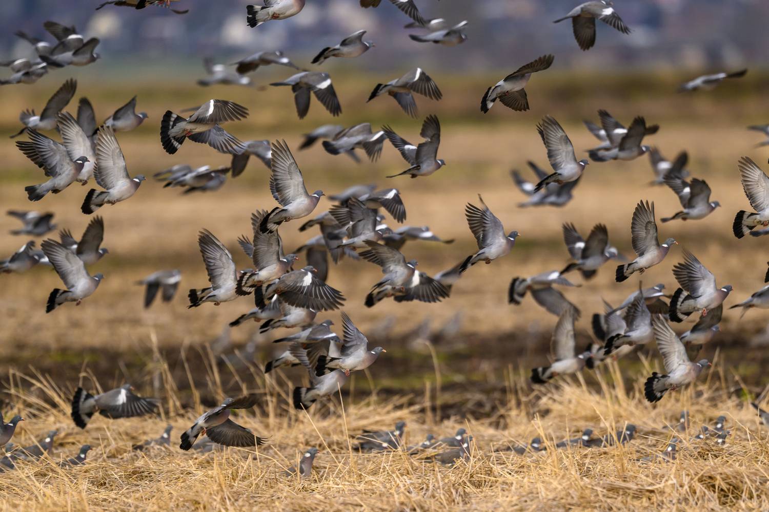 , Пупонин Сергей