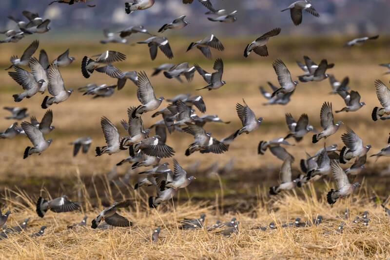 Вяхири фото превью