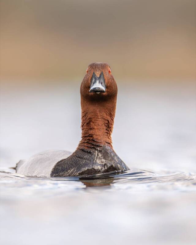 красноголовый нырок, нырок, утка, птицы Красноголовый ныро фото превью