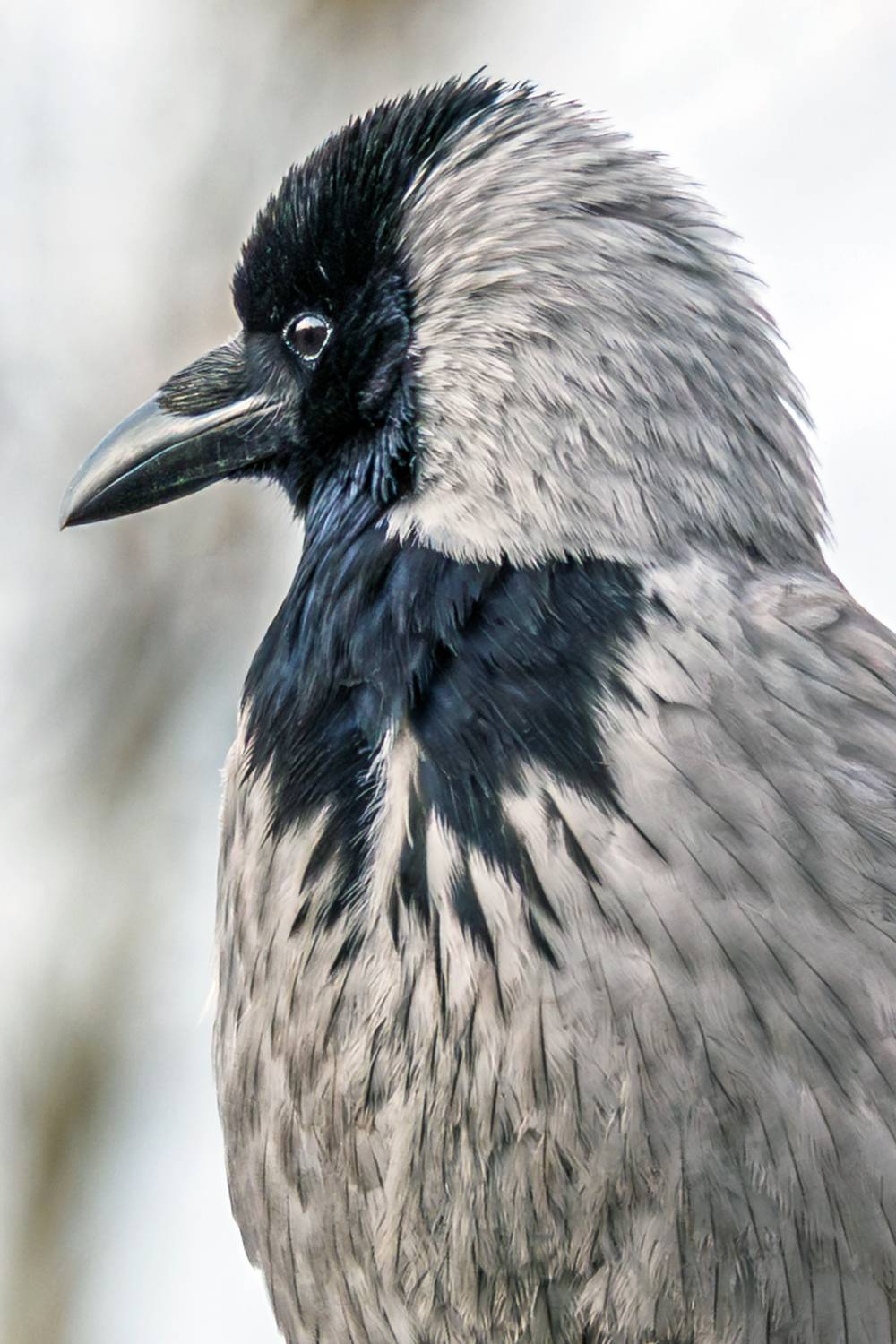 серая, ворона, Алексей Волков