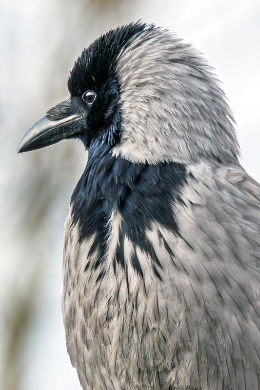 серая, ворона  фото превью