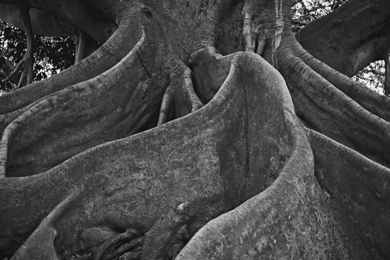 black and white, old tree, tree, roots, buenos aires Gran Gomero фото превью