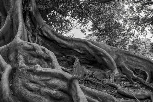 Enormous Tree Roots in Black and White