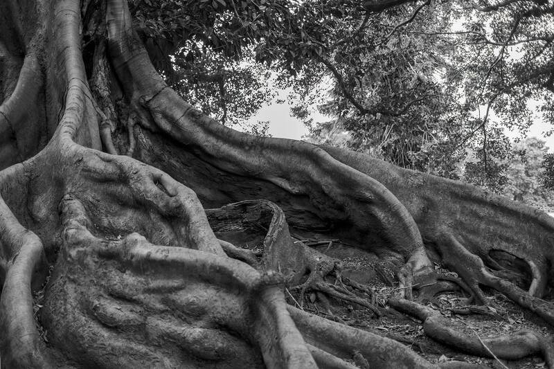 tree, old tree, roots, strong, buttress, black and white Enormous Tree Roots in Black and White фото превью