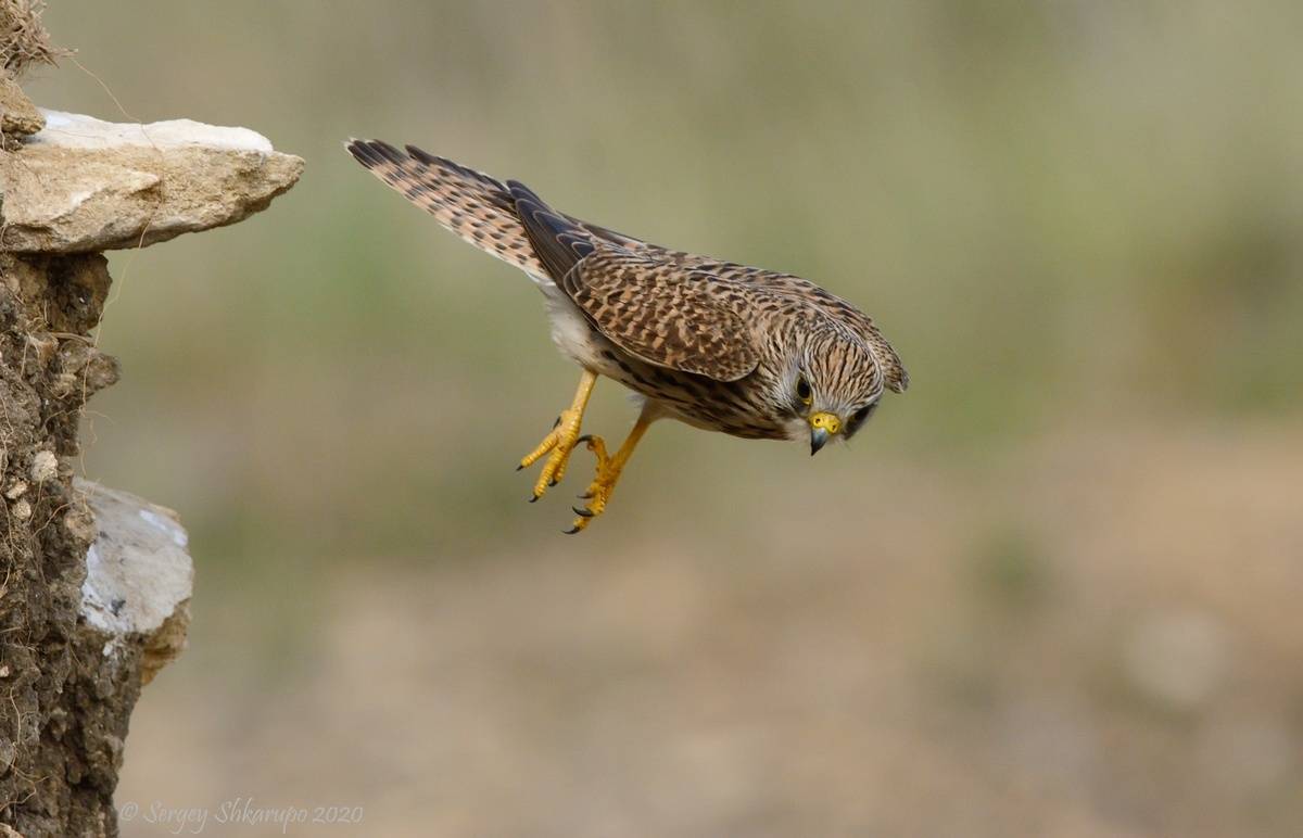 , Сергей Шкарупо