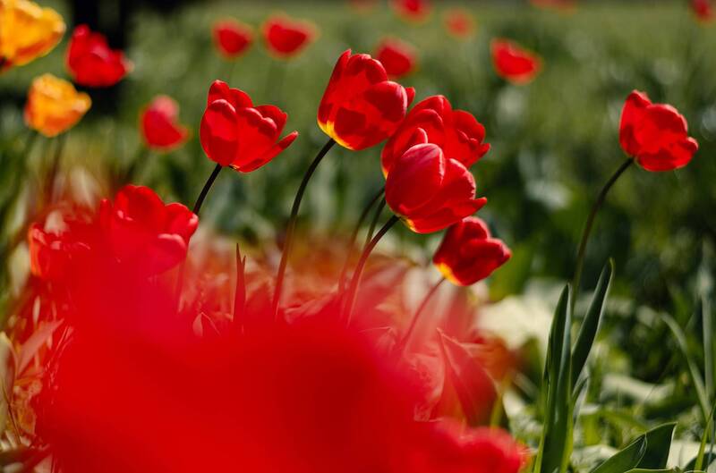 весна, апрель, цветы, тюльпаны, цветение, атмосфера, алое, красное, город, красота, природа, мануальная_оптика, винтажный_объектив, гелиос_44_2, керчь, крым, россия Тюльпановый апрель  главенствует повсюду. фото превью