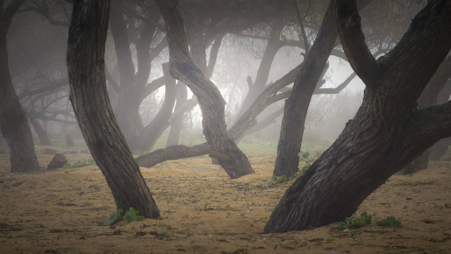 , Пирог Борис