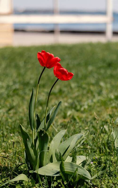 весна, апрель, цветы, тюльпаны, атмосфера, красота, природа, мануальная_оптика, винтажный_объектив, гелиос_44_2, керчь, крым, россия Тюльпановый апрель  главенствует повсюду. фото превью