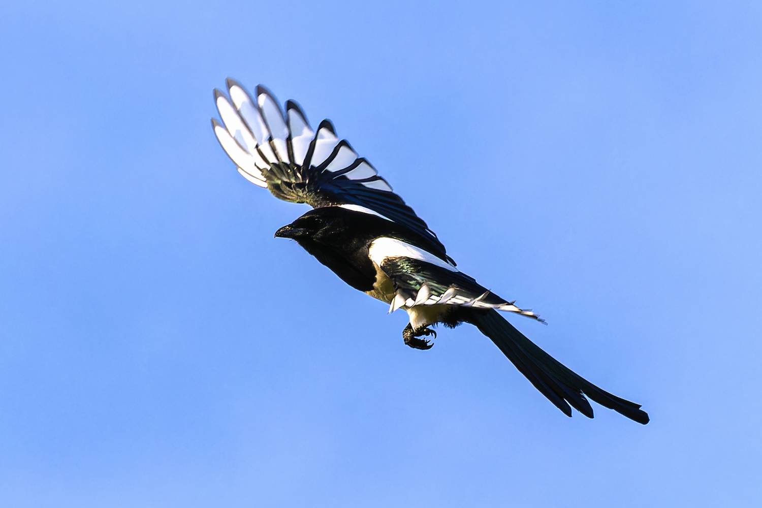 сорока, Алексей Волков