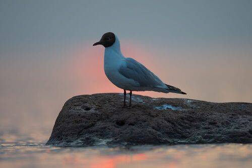 Одинокий созерцатель // The Lonely Contemplator