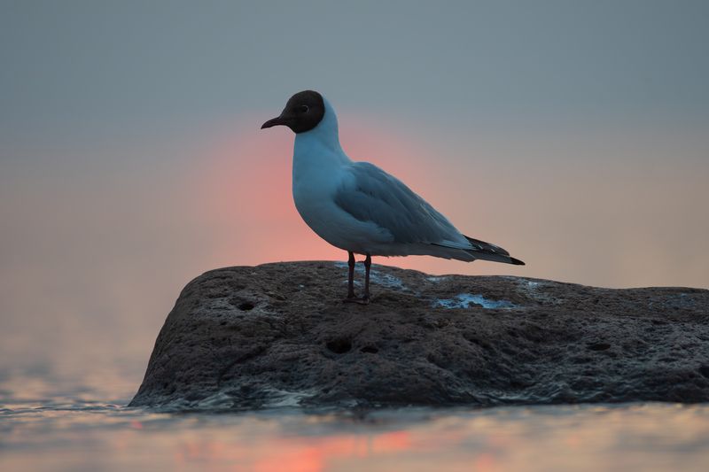 Одинокий созерцатель // The Lonely Contemplator фото превью