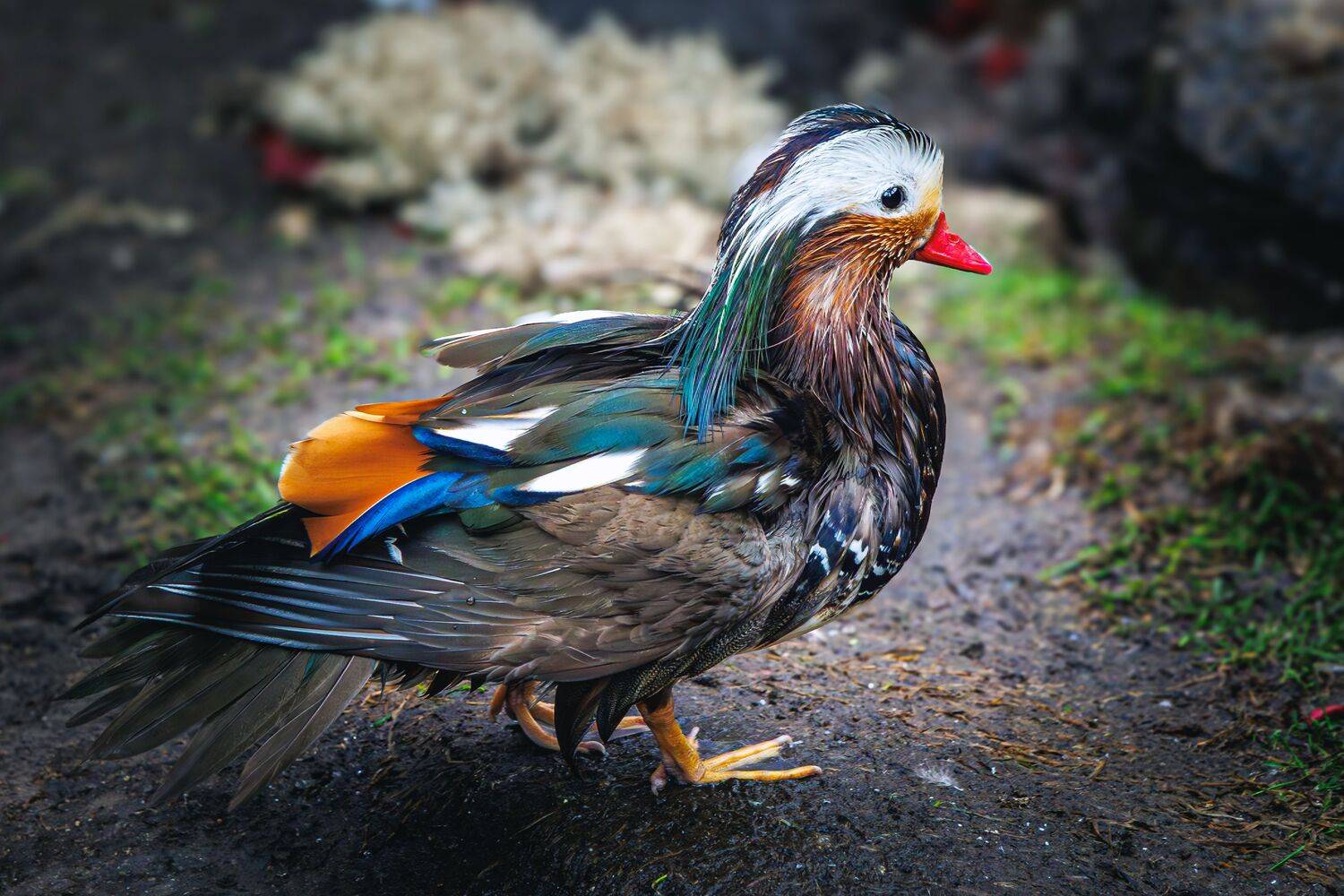 Мандаринка, Алексей Волков