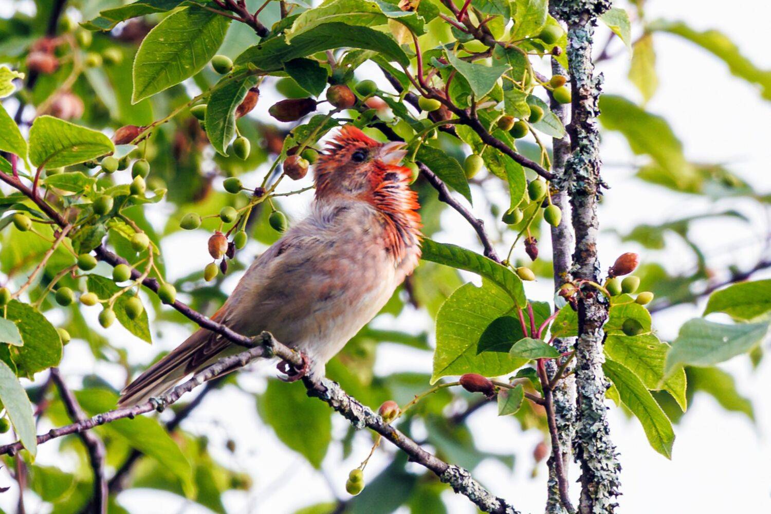 Чечевица, Алексей Волков