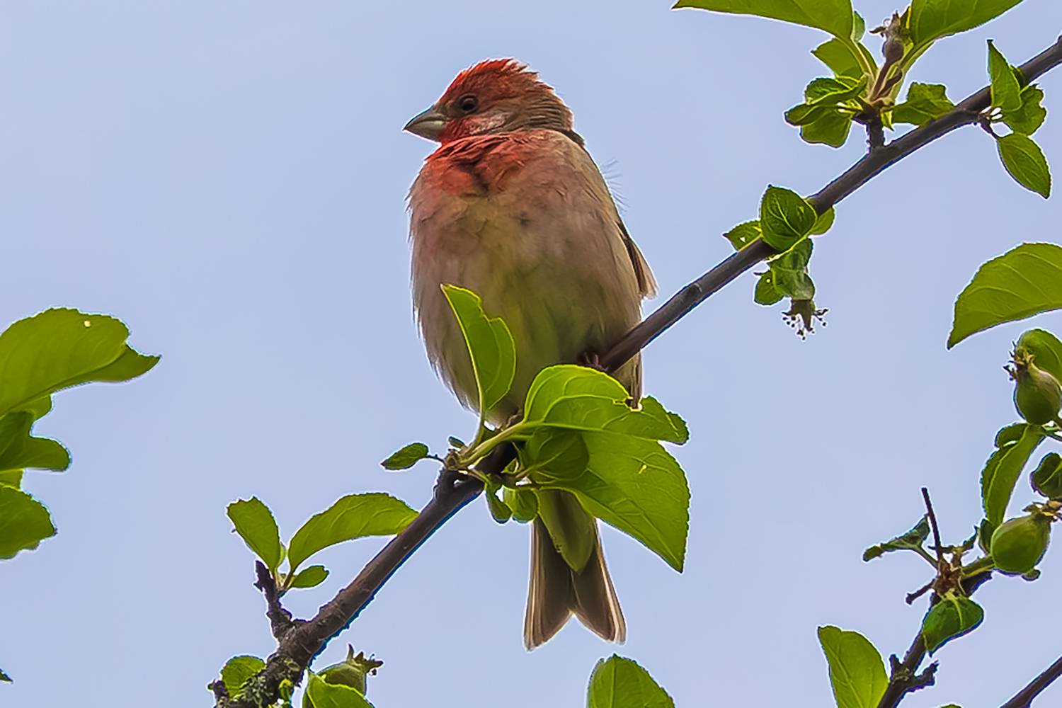 Чечевица, Алексей Волков