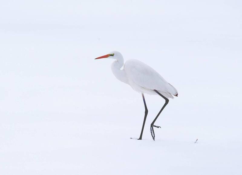 Залетная гостья фото превью