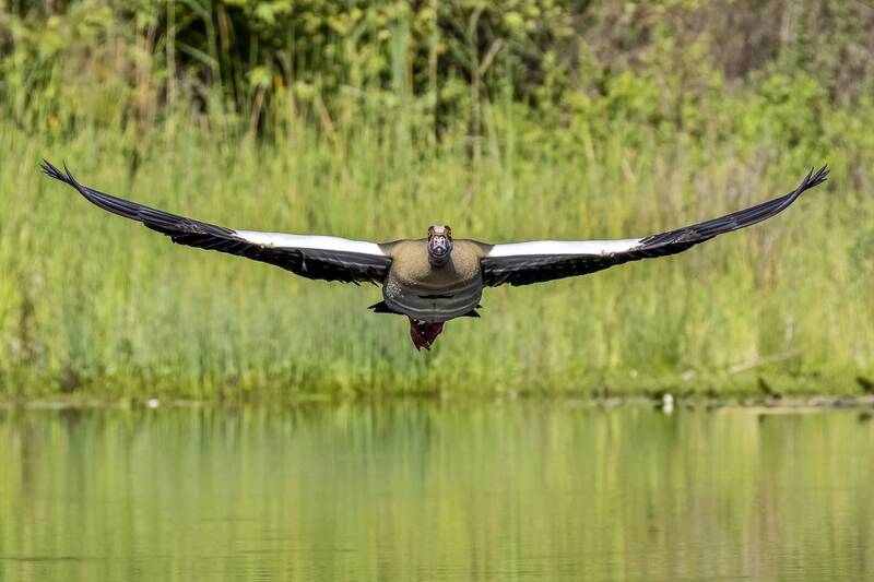 Нильский гусь. фото превью