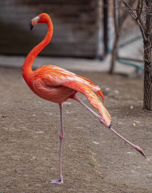 Розовый фламинго фото превью