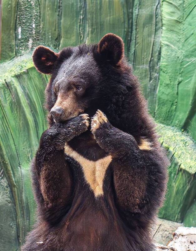 Гималайский медведь фото превью