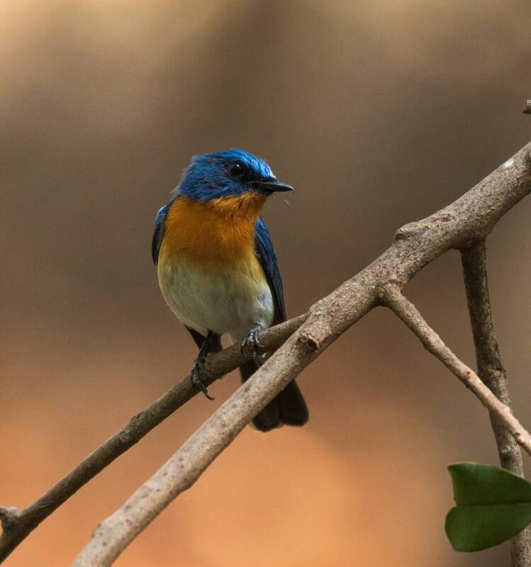 Blue flycatcher фото превью