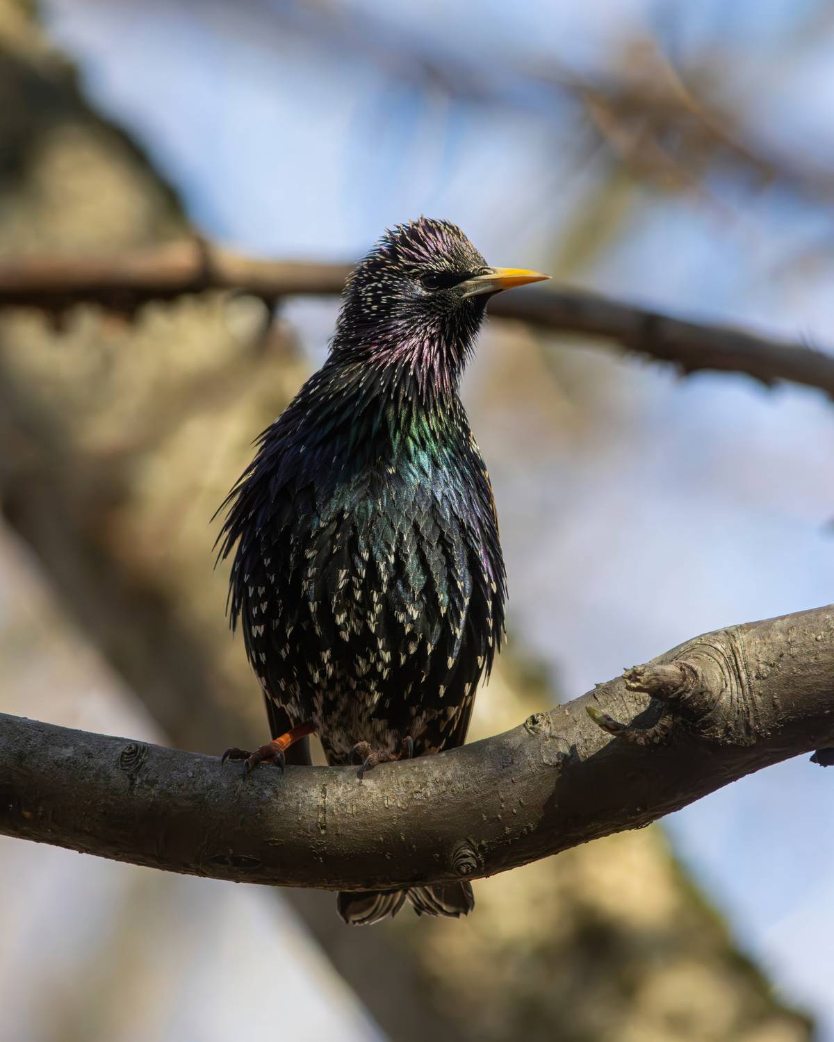 скворец, обыкновенный скворец, sturnus vulgaris, common starling, парк имени макса ашманна, Бондаренко Георгий