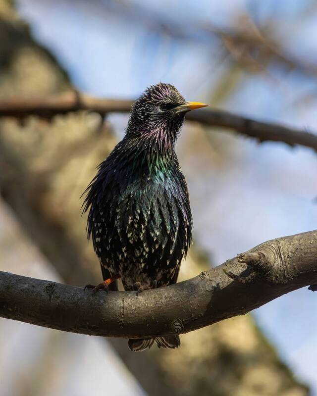 скворец, обыкновенный скворец, sturnus vulgaris, common starling, парк имени макса ашманна Разноцветный фото превью