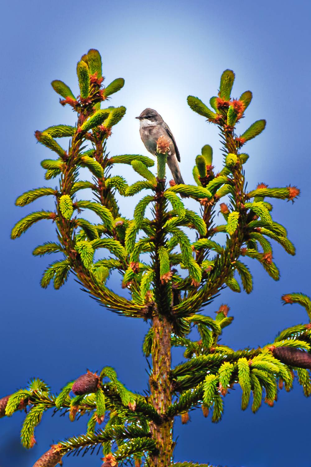 , Алексей Волков