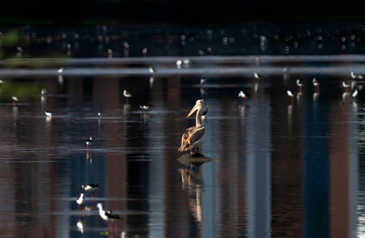 pelican, water, bird, reflection, dream, beauty, nature, morning, light, serene, wild, environment, sea, G N RAJA