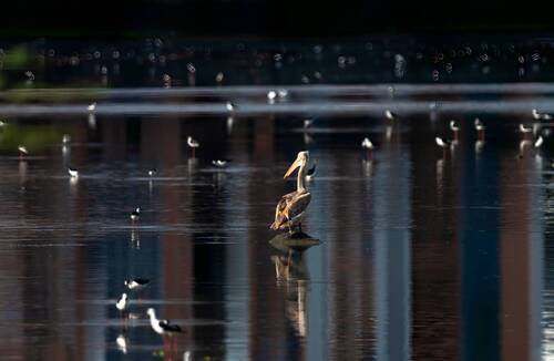 Pelican