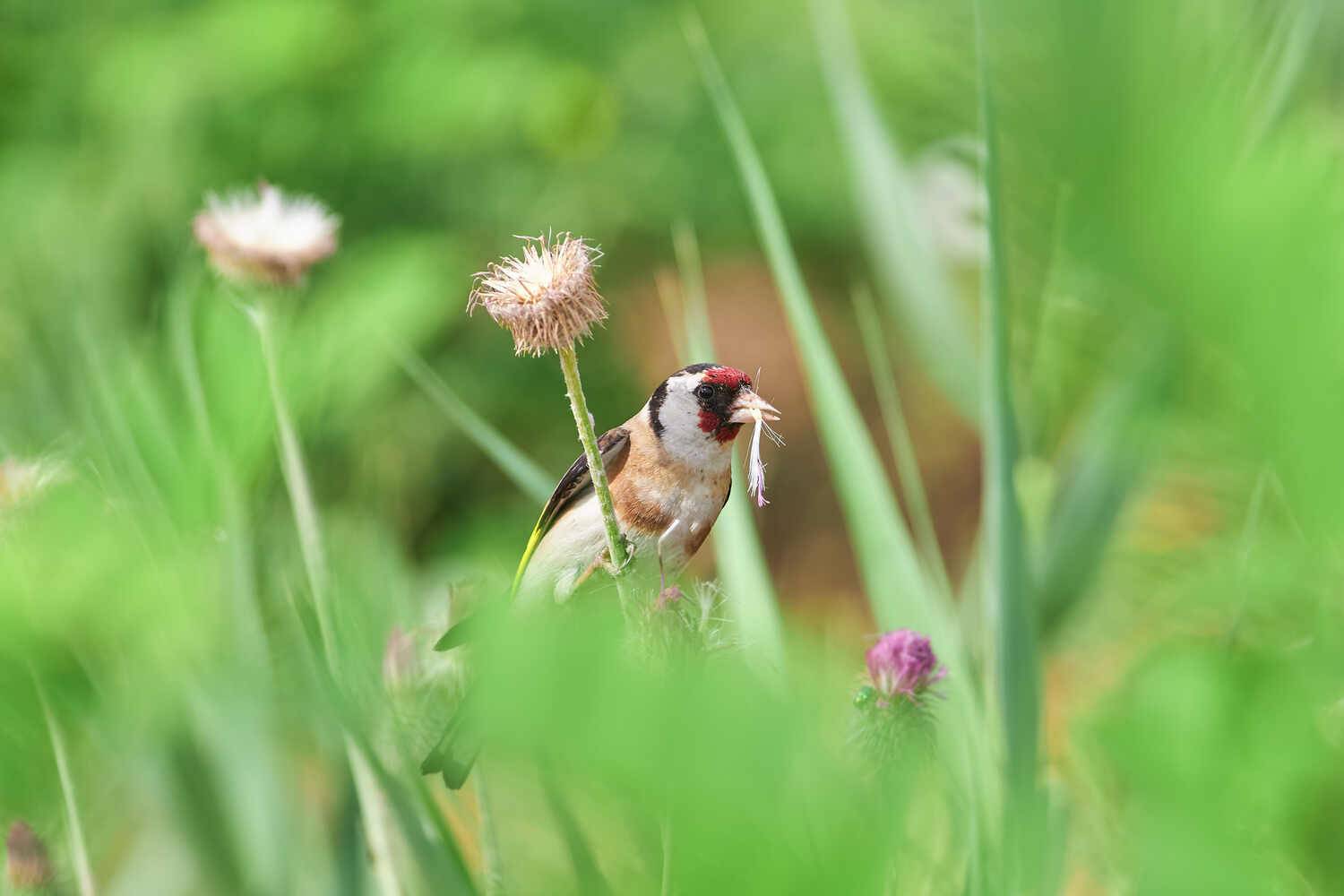 Carduelis carduelis, черноголовый щегол, Павел Сторчилов