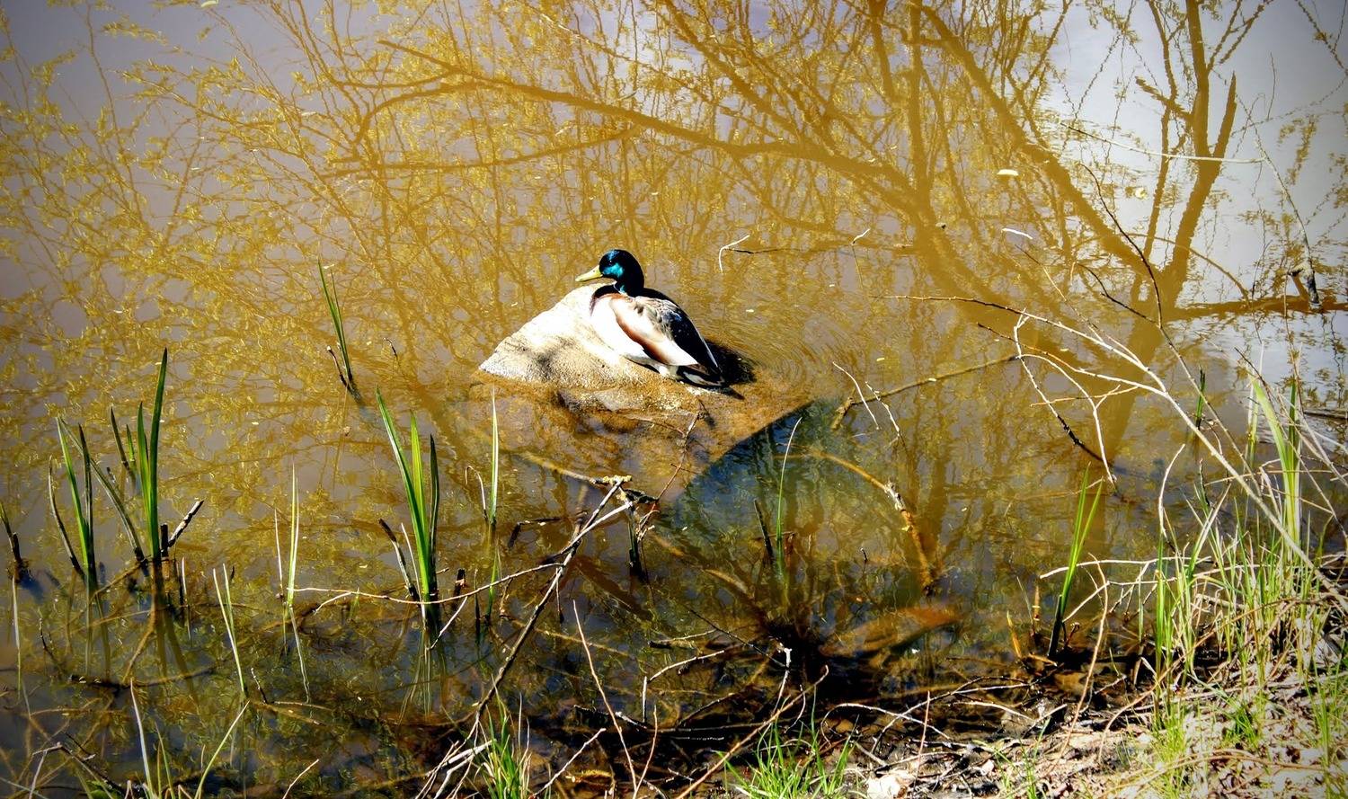 putns, ūdens, atspulgs, Cielava Dace