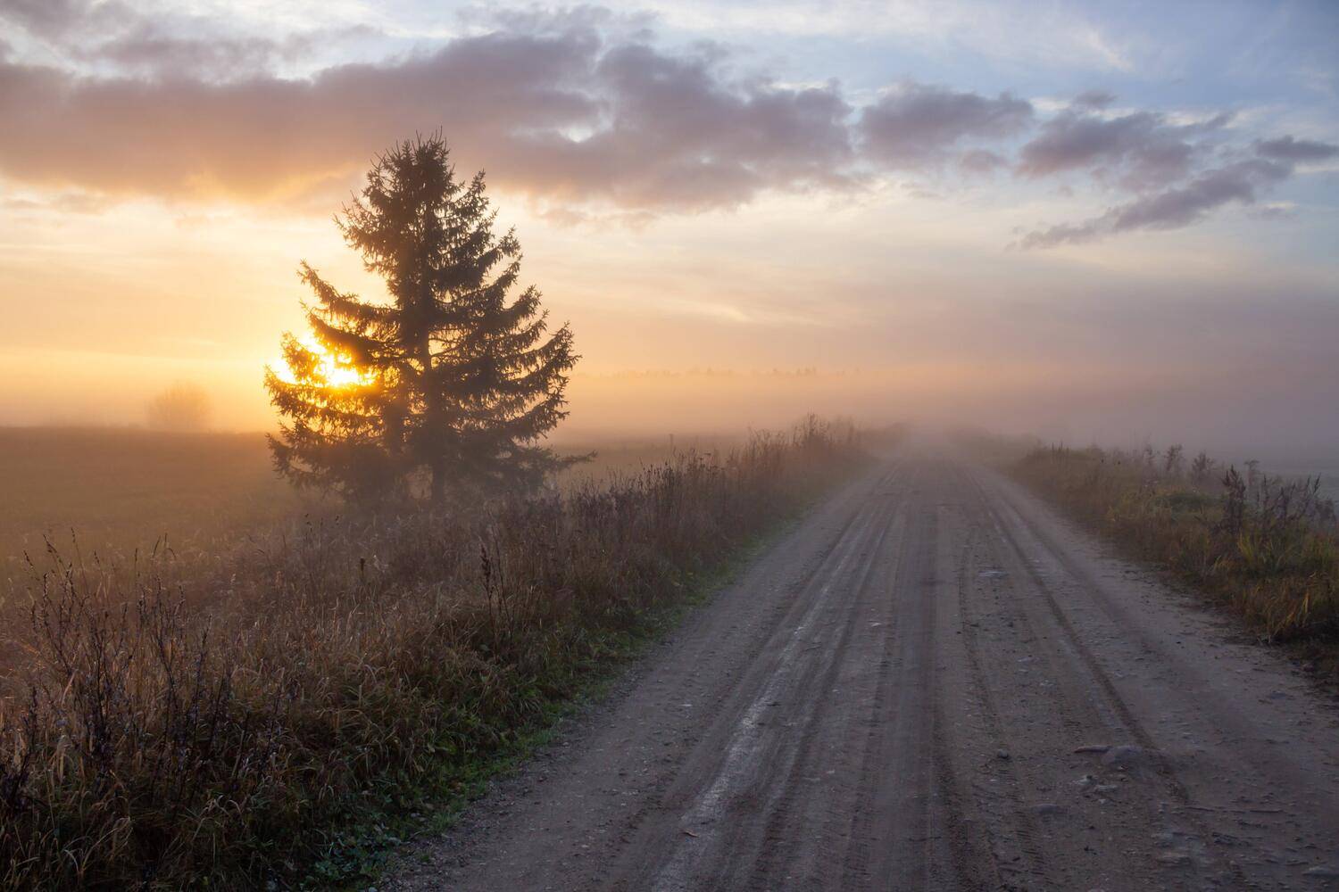 rīts, migla, krāsas, Cielava Dace