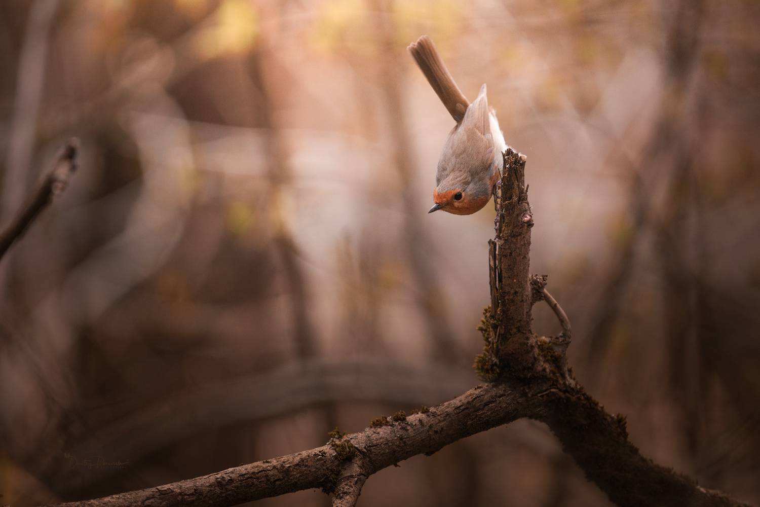 лес, поля, огороды, природа, птицы, животные, макро, Дмитрий Посевич