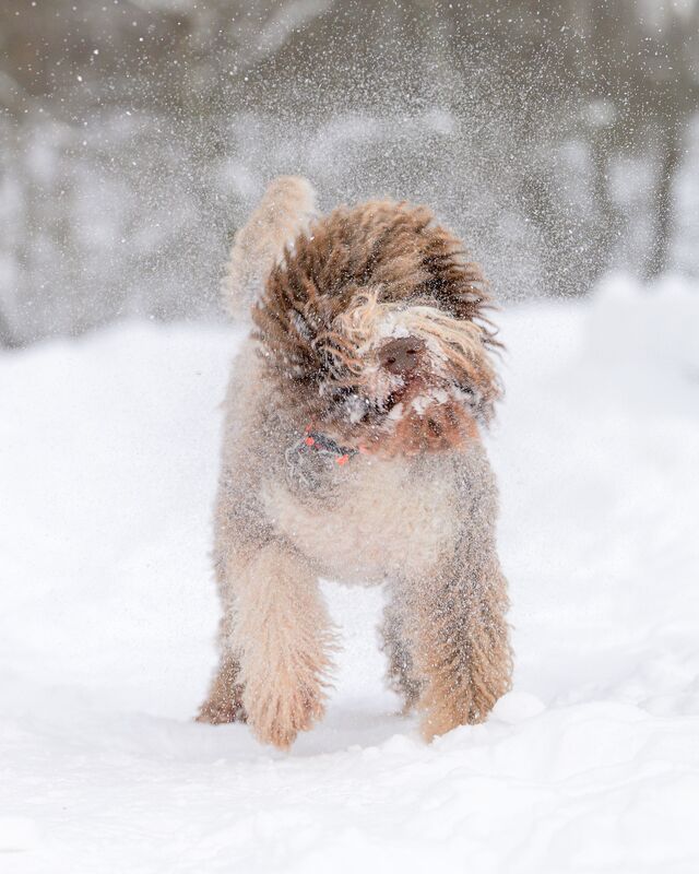 Joe фото превью