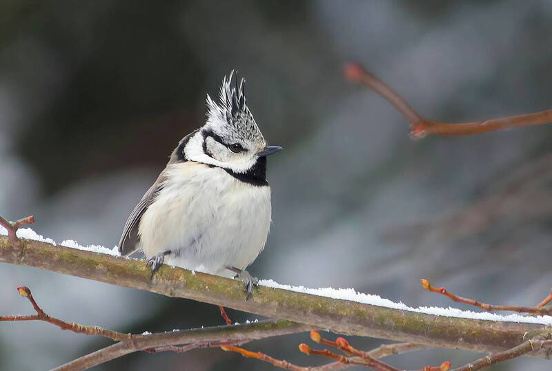 хохлатая синица, гренадерка, гренадер, lophophanes cristatus, parus cristatus Гренадерка (Parus cristatus) фото превью