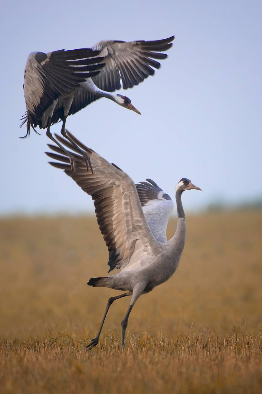 , Лобанов Роман