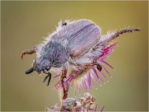 Жук Hemichaetoplia gossypiata вид жука из семейства Rutelidae.