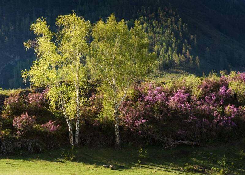 алтай, горный алтай, маральник, республика алтай, рододендрон, рододендрон ледебура, весна на алтае, весеннее цветение, весенний пейзаж, весенний алтай, горы весной, березы, онгудайский район, май Свет весны фото превью