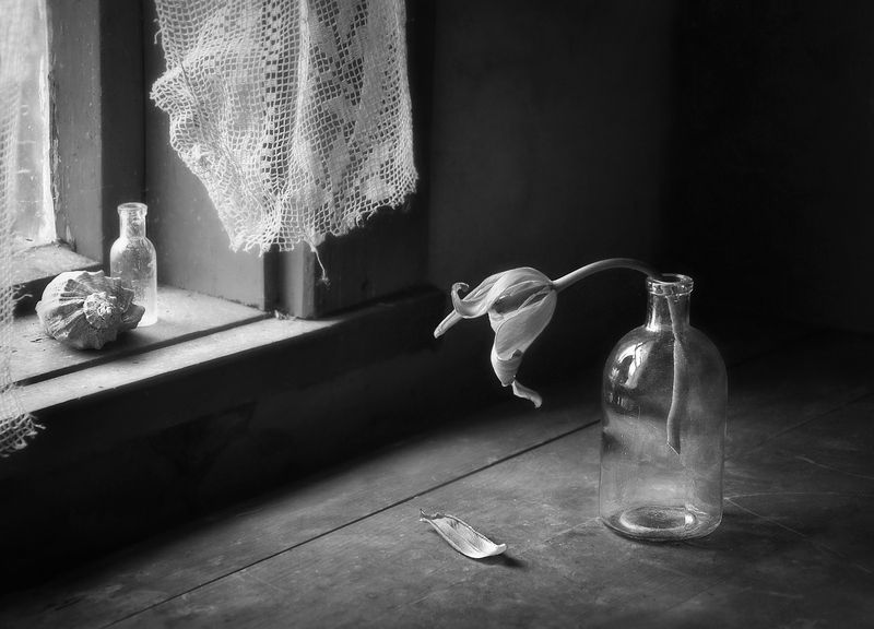 натюрморт, монохром, весна, настроение, чёрно-белый, still life, monochrome, spring, тюльпан, окно Быстротечность  фото превью