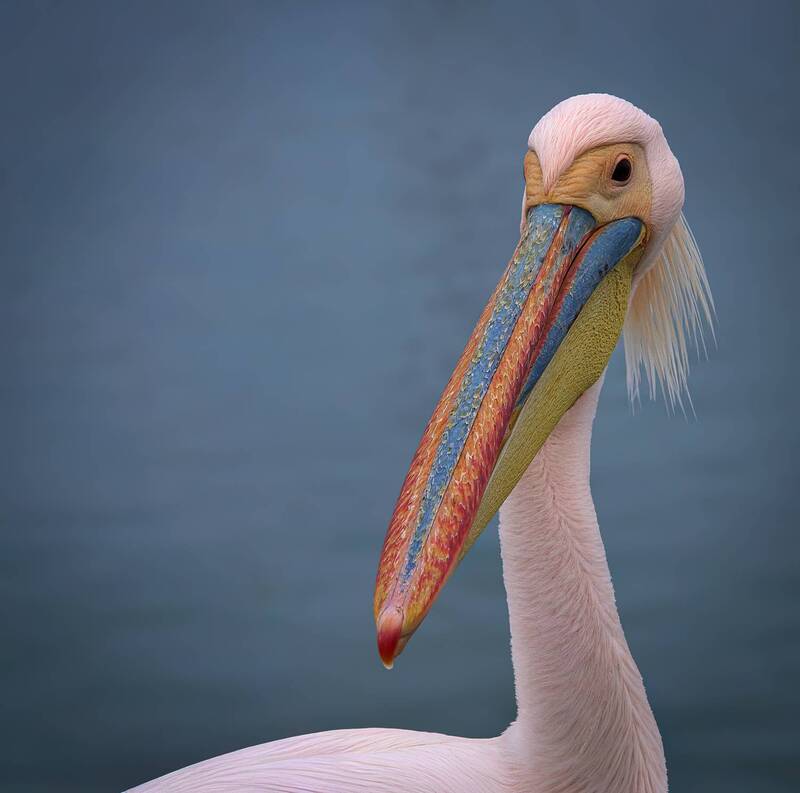 Намибийские истории... фото превью