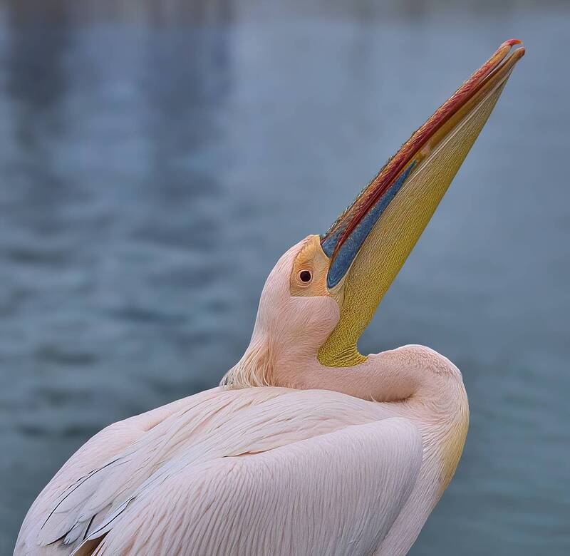 Намибийские истории... фото превью