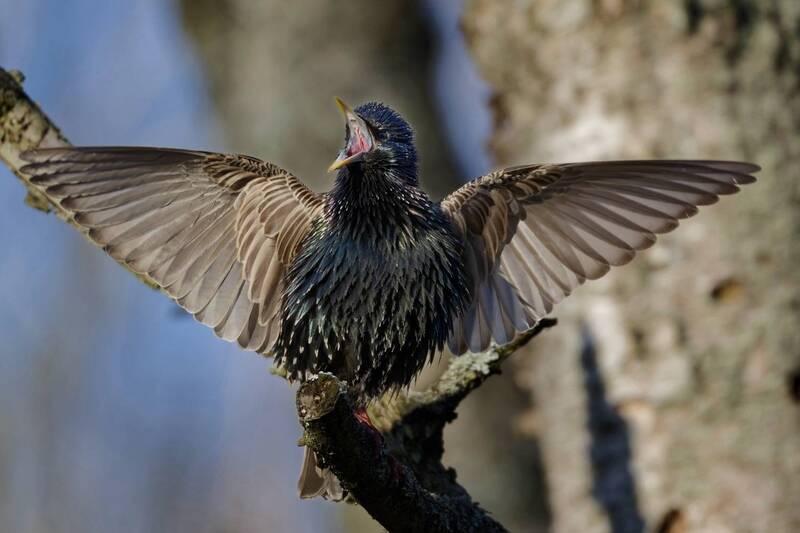 Весенний скворец фото превью